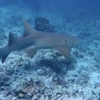 Nurse shark photographed while at a snorkel site