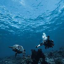 Getting turtle IDs