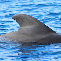 Pilot whale fin 