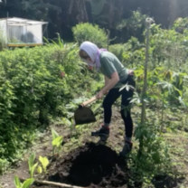 I worked mainly in the organic garden.