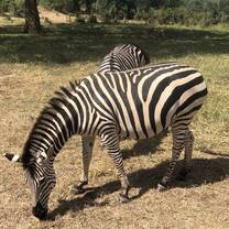Some lovely Zebras came to say hi