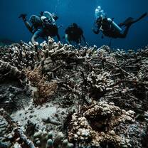 Working the coral patch, part of a coral restoration and rejuvenation project of Project Laut, a conservation organization started by Nomads Diving Manager, Joma Dix. (photo my Madyson Clost)