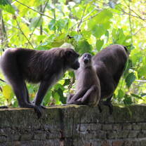Some neighbours