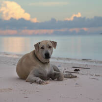 Luffy, the loveliest dog