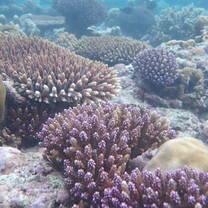 House reef