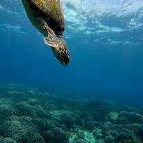 Turtle on Our House Reef