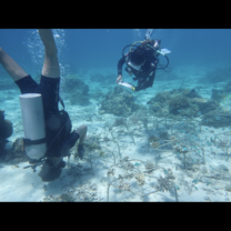 Coral measuring dive with divemaster Delya