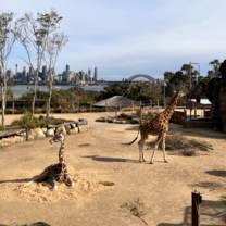 Group Trip to the Zoo!