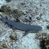 White tip reef shark