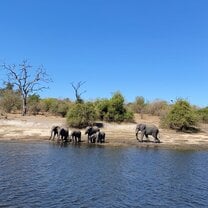 Chobe national park