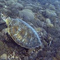 Green sea turtle
