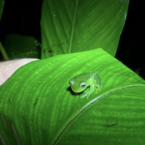 The coolest frog ever which I spotted while we hiked through Rio Celeste in search of sloths and tapirs (both of which we found!)