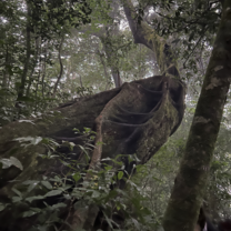 Crazy tree!