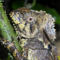 Close up view during a night hike in a pitch black forest!
