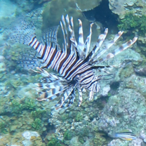 Lionfish captured in Guna Yala during my independent study