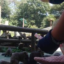 Squirrel garden 