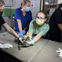 Performing a physical exam on a crocodile