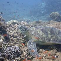 Green turtle