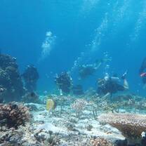 Coral restoration