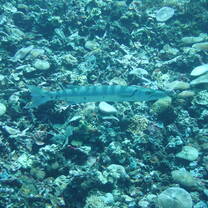 Barracuda