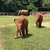 Elephant walk