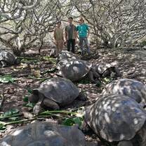 Feeding tortoises 