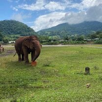 Elephant at ENP eating bananas 