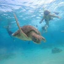 Swimming with turtles 