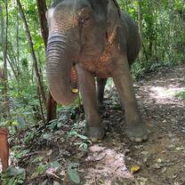 Reserva Natural de Elefantes en Phuket