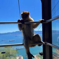 Monkey hanging on a cable car headed up to the peak of Gibraltar