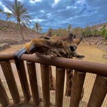 Giraffes in Oasis Wildlife Fuerteventura
