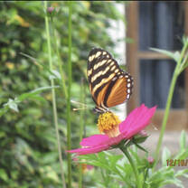 Beautiful Butterflies! 