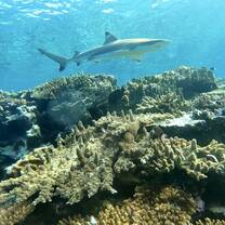 Shark encounters.