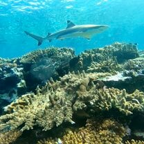 international projects opiniones Shark encounters.