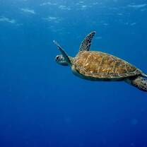 Swimming with sea turtles