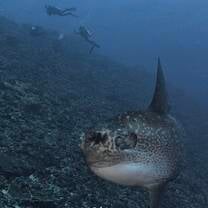 Mola Season