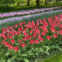 Amsterdam - a tulip capital!