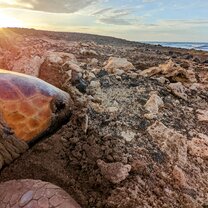 Morning photo of a turtle