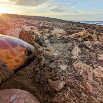 Morning photo of a turtle