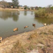 Dog Walk