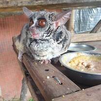 Rhonda the Bush Baby