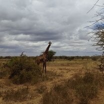 Giraffe near Kimana Sanctuary, Kenya