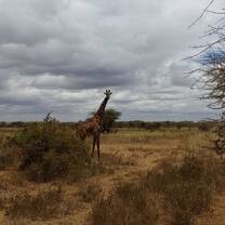 Giraffe near Kimana Sanctuary, Kenya