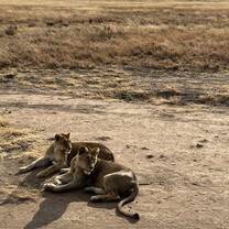 Lionesses
