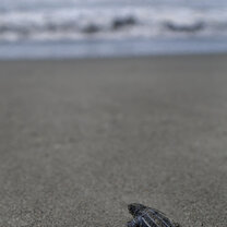 Releasing baby Turtles 