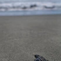 Releasing baby Turtles 