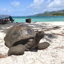 One of over 100 Aldabra tortoises on the island!