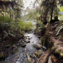 creek in the hoh rainforest (WA)