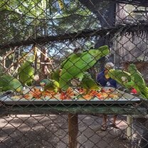 Parrots Feasting 