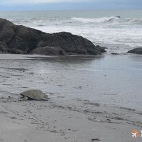 Turtle after laying eggs. 